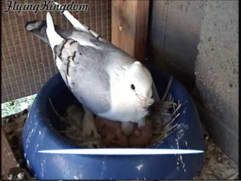 white bar frill pigeon. blue