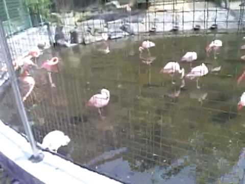 浜松市動物園　フラミンゴ