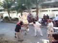 Camel Cutting 2008