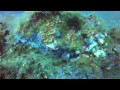 Ibiza 2014 - Diving Mariana Platform and Don Pedro