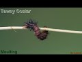 A Tawny Coster caterpillar molts from 4th to 5th instar