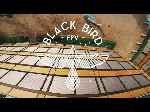 Blackbird Video