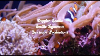 Seattle Aquarium | After Hours: Life On The Edge