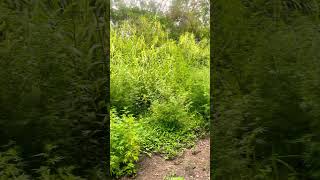 Donkey Scene, Jungle, Mein Mangal