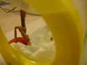 Praying Mantis Fishing for Goldfish (VERY GRAPHIC)