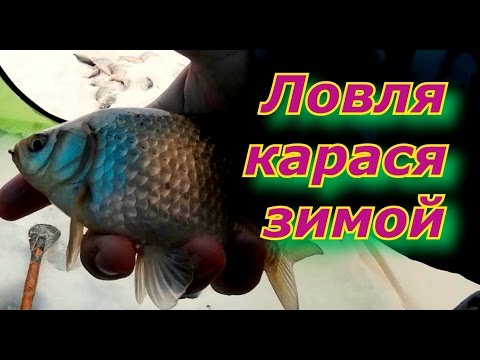 ловля карася на неделю ловля карася на неделю