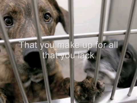 In the Arms of an Angel - Stop animal abuse