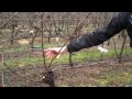 Cane Pruning Grapevines.mp4
