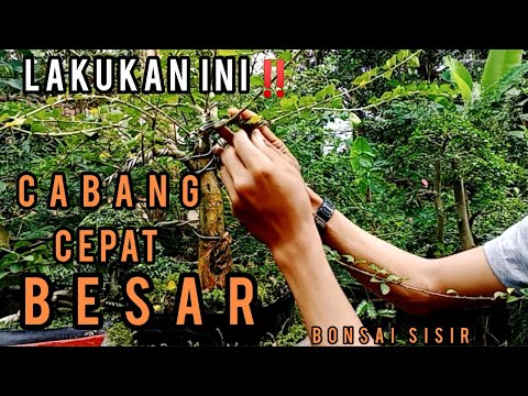 🔴cara mempercepat pembesaran cabang pada bonsai sisir @Andreasbonsaivlogs
