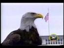 Amazing Free-Flying Bald Eagle
