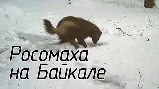 Редчайшее Видео С Росомахой Сняли В Байкальском Заповеднике