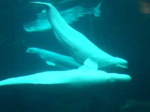 Beluga whale mating