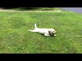 Stella's Dog Brakes