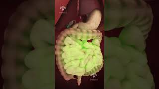 How Pills Are Absorbed In Your Body - Creativelearning3D