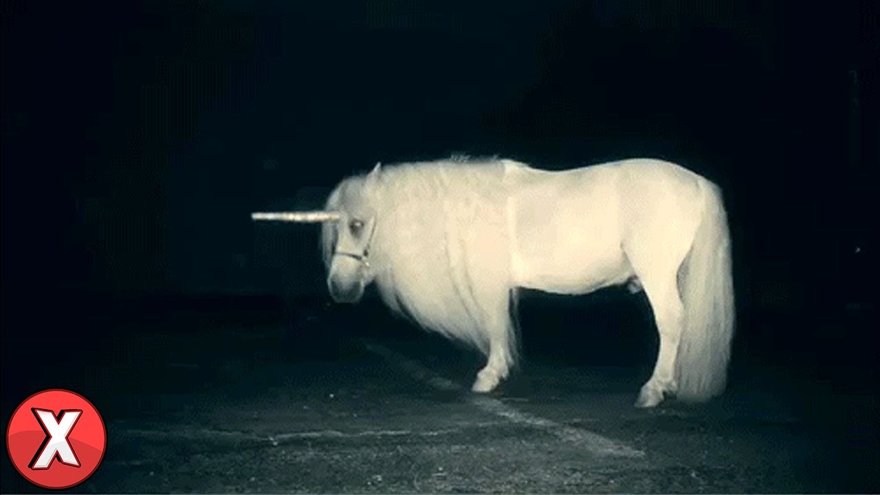Unicorn webcam fan pic
