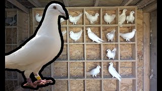 BEST LOOKING White Racing Pigeons | Siamese Whites | 2020 Update