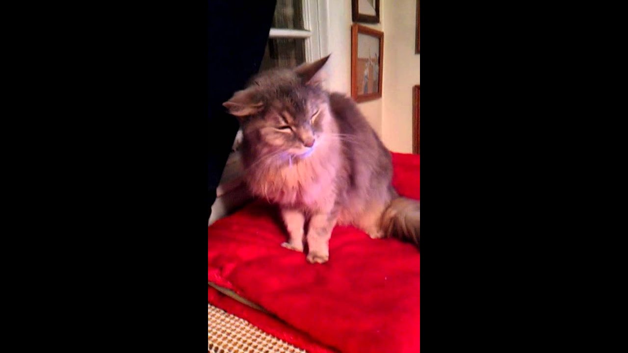 Cat with a cold has sneezing Fit! Funny!! YouTube