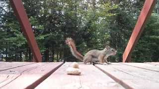 Nervous red squirrel Nervous red squirrel