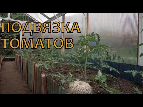 Подвязка помидоров в теплице своими руками Подвязка помидоров в теплице своими руками
