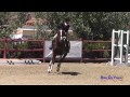 319S Stone Davis on Galilee Intro Show Jumping Copper Meadows September 2014