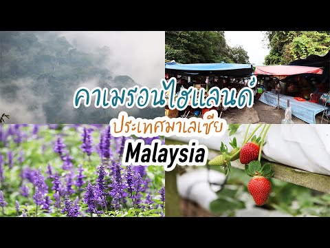 Cameron Highlands, Malaysia. คาเมรอนไฮแลนด์ มาเลเซีย อากาศดี ผลไม้สด และอาหารอร่อย