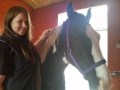 My horse khai xxx