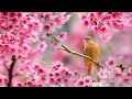 Relaxing Spa Music 24hours - Stress Relief Music, Relaxation Music, Massage Music, Sleep Music 36