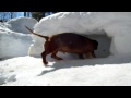 Playing Hockey With Cute Dachshund Dogs