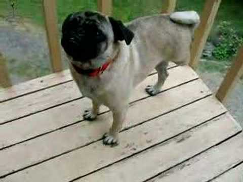 howling pug howling pug howling pug howling pug