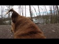 Happy GoPro Dog - [Living In Alaska 142]