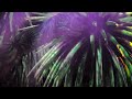 Walking with dinosaurs - live tour - cedar park texas