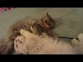 13 09 26 Persian kitten, Mariah Sage, in need of a bath AGAIN