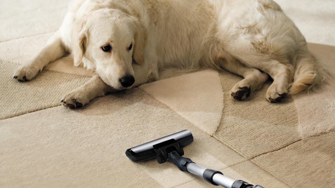 This Is When You Should Empty Your Vacuum Cleaner