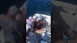 Ocean City tuna/sword fishing Washington cannon