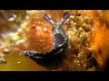 青海島 クロミドリガイ＆コノハミドリガイ Sea Slug