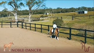 HORSE PORTFOLIO - Noble Dancer | Sport Horse Films Australia