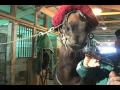 Tips of the Trade - Fitting the Shadow Roll --USTA harness racing Hoof Beats