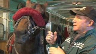 Tips of the Trade - Fitting the Shadow Roll --USTA harness racing Hoof Beats