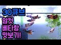 글라스장의 베타일기 - 30큐브 베타 암컷항! 맛보기 구경하기!