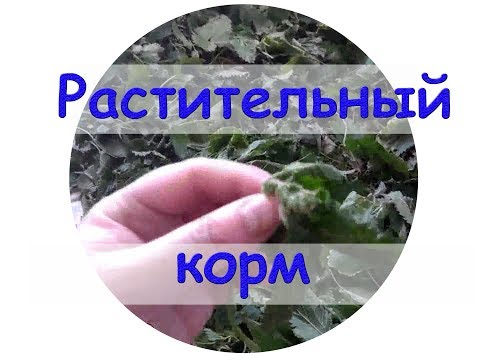 Растительные корма для рыб своими руками Растительные корма для рыб своими руками