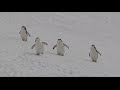 TubeChop - Penguins In Antarctica (01:09)