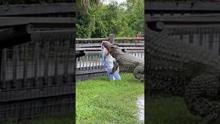 Crocodile Attack On Girl