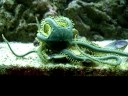 Green Brittle Star at feeding time