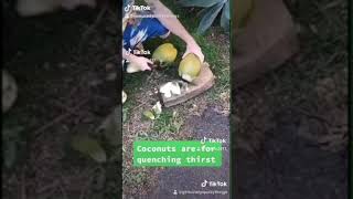 Before Covid hit, I went coconuts in Maui 🥥 😍🥥