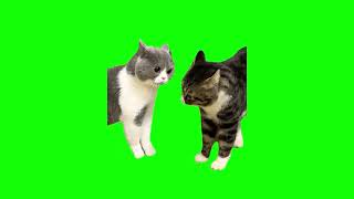 Green Screen Talking Cats Meme