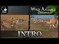 Animals Combat Game "Wild Animals Online" The beginning of war