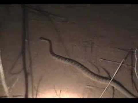 Mohave Rattlesnake in Arizona.