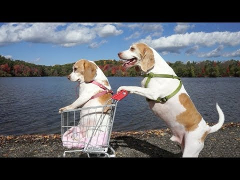 Смешные собаки Приколы про собак Funny Dogs 2019 (Топовые ситуации)