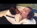 Смешные собаки Приколы про собак Funny Dogs 2019 (Топовые ситуации)