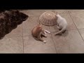 Смешные собаки Приколы про собак Funny Dogs 2019 (Топовые ситуации)